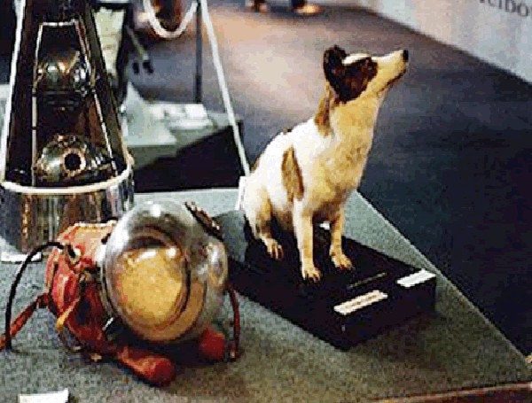 Strekjs lanciata nello spazio dallo Sputnick5 dalla Russia (1960)