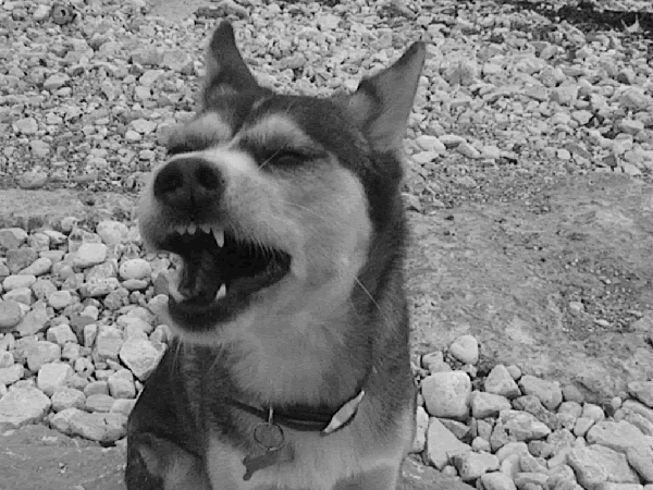 Il sorriso di un cane