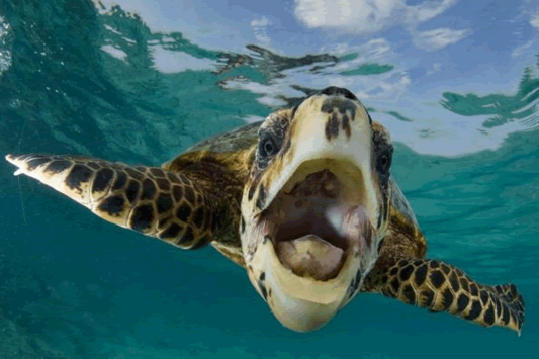Il sorriso di una tartaruga verde delle Maldive