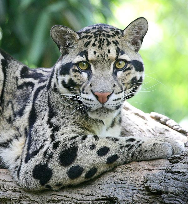 Felino Asiatico Felino Asiatico