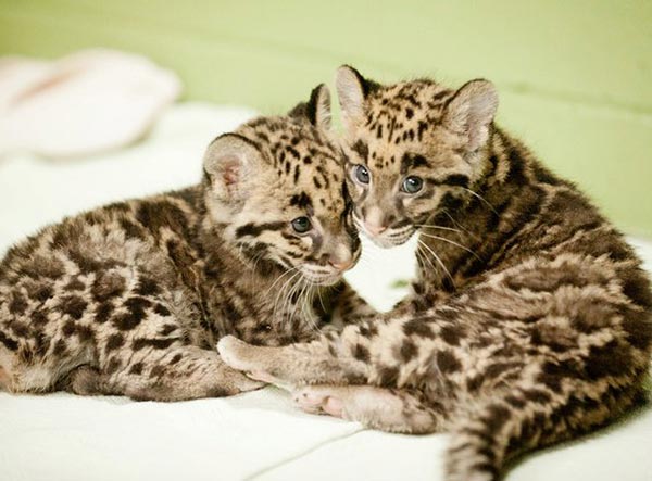 Leopardo Nebuloso Piccoli Leopardo Nebuloso Piccoli