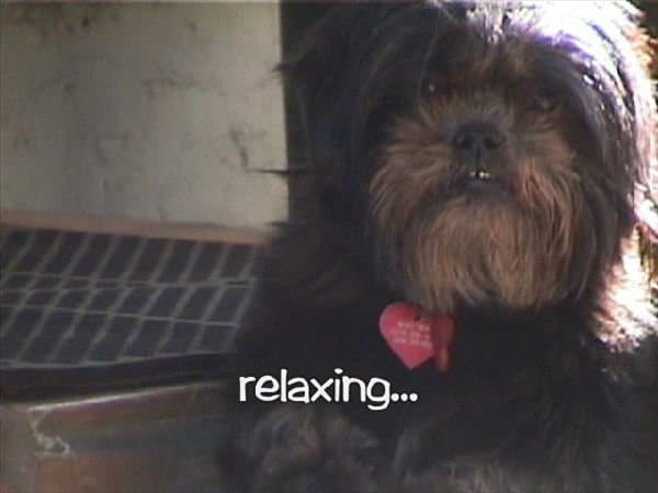 Dog cat radio, musica per cani e gatti