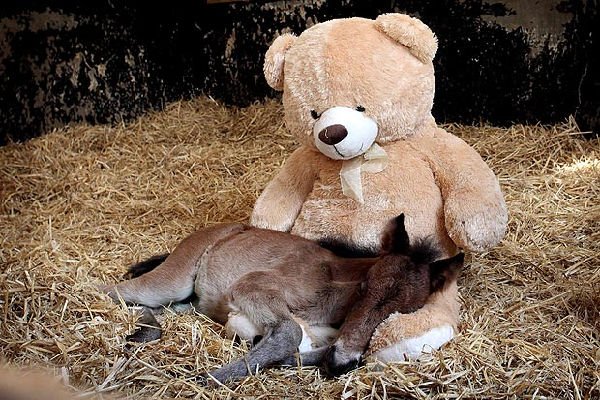 Pony orfano dorme col peluche
