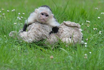 justin bieber scimmietta mally