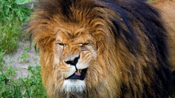 Immagini divertenti di animali