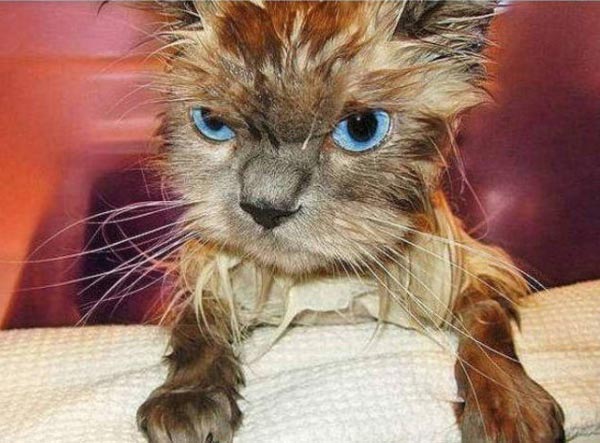 Foto Gatti Divertenti Foto Gatti Divertenti