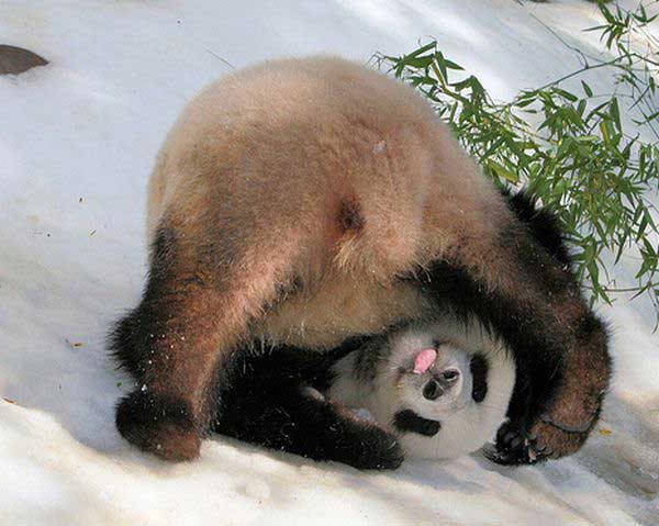 Panda Cucciolo Panda Cucciolo